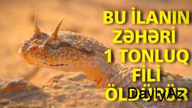 efi ilan haqqinda melumat