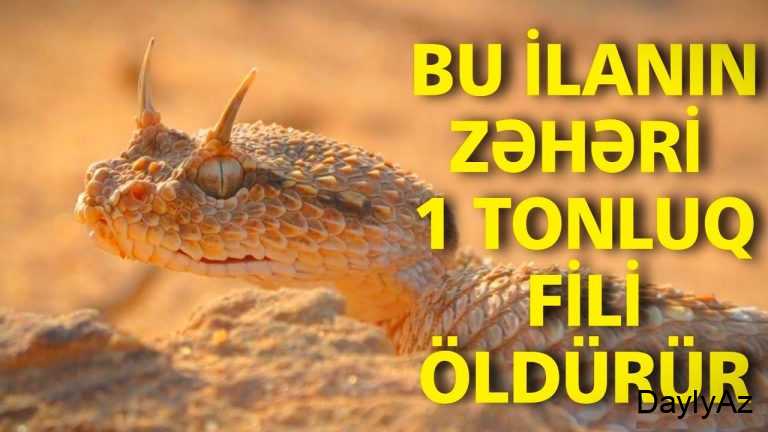 Efi ilan haqqinda melumat – növlər, həyat tərzi və ekoloji rolu