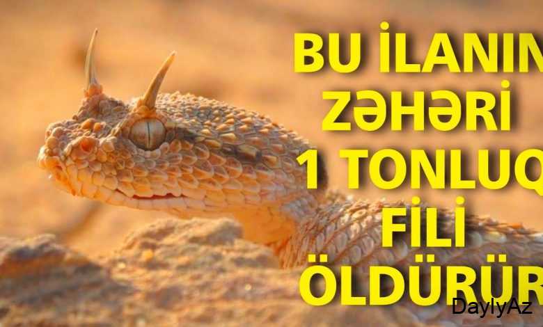 efi ilan haqqinda melumat