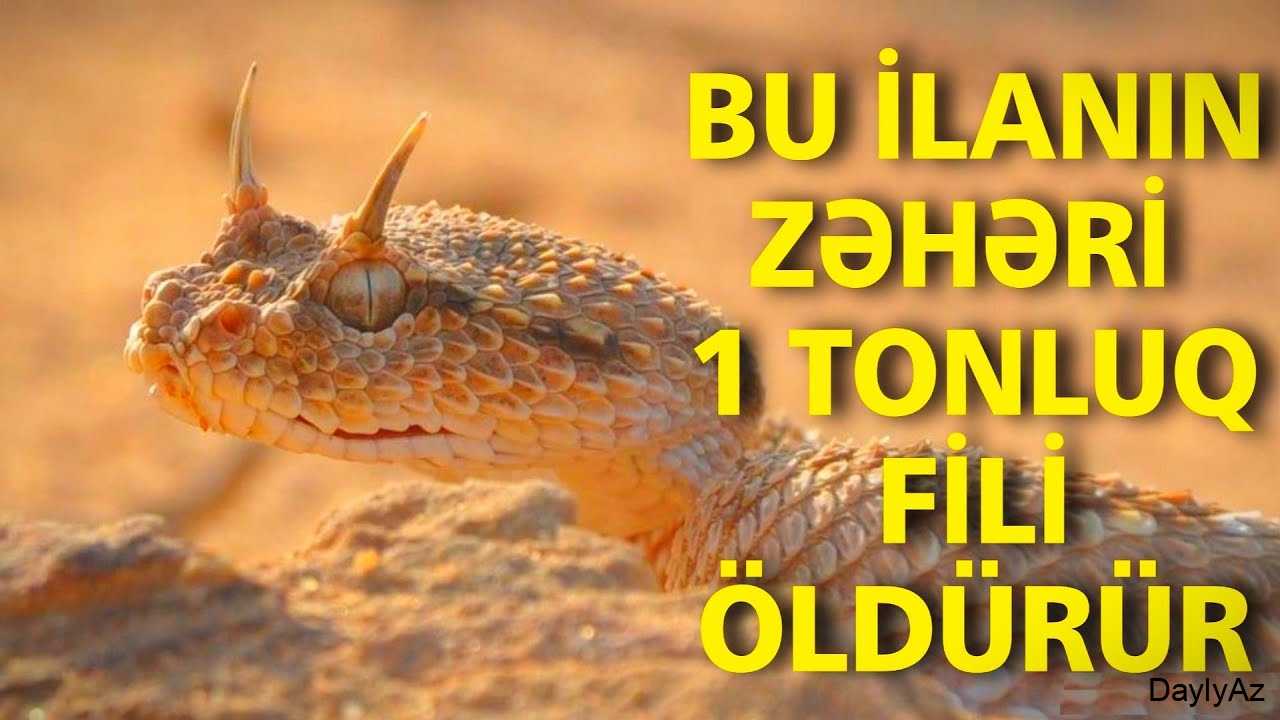Efi ilan haqqinda melumat – növlər, həyat tərzi və ekoloji rolu