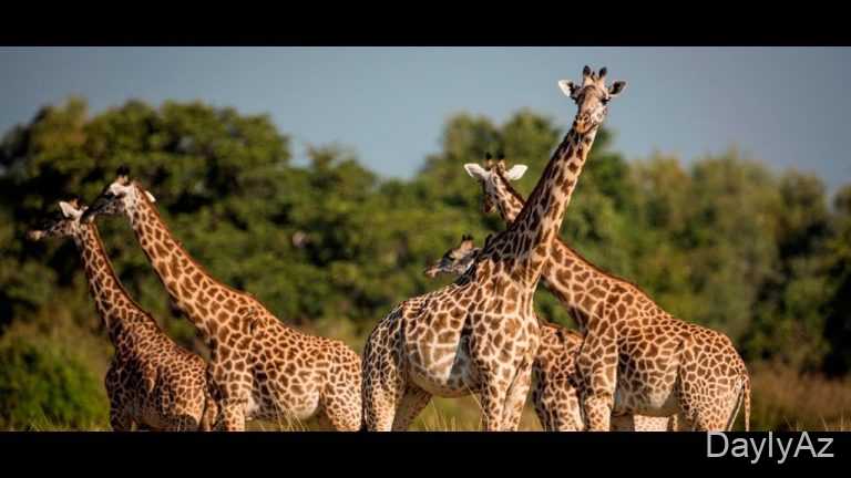 Zürafə Haqqında Məlumat – Xüsusiyyətləri, Yaşayış Mühiti və Maraqlı Faktlar