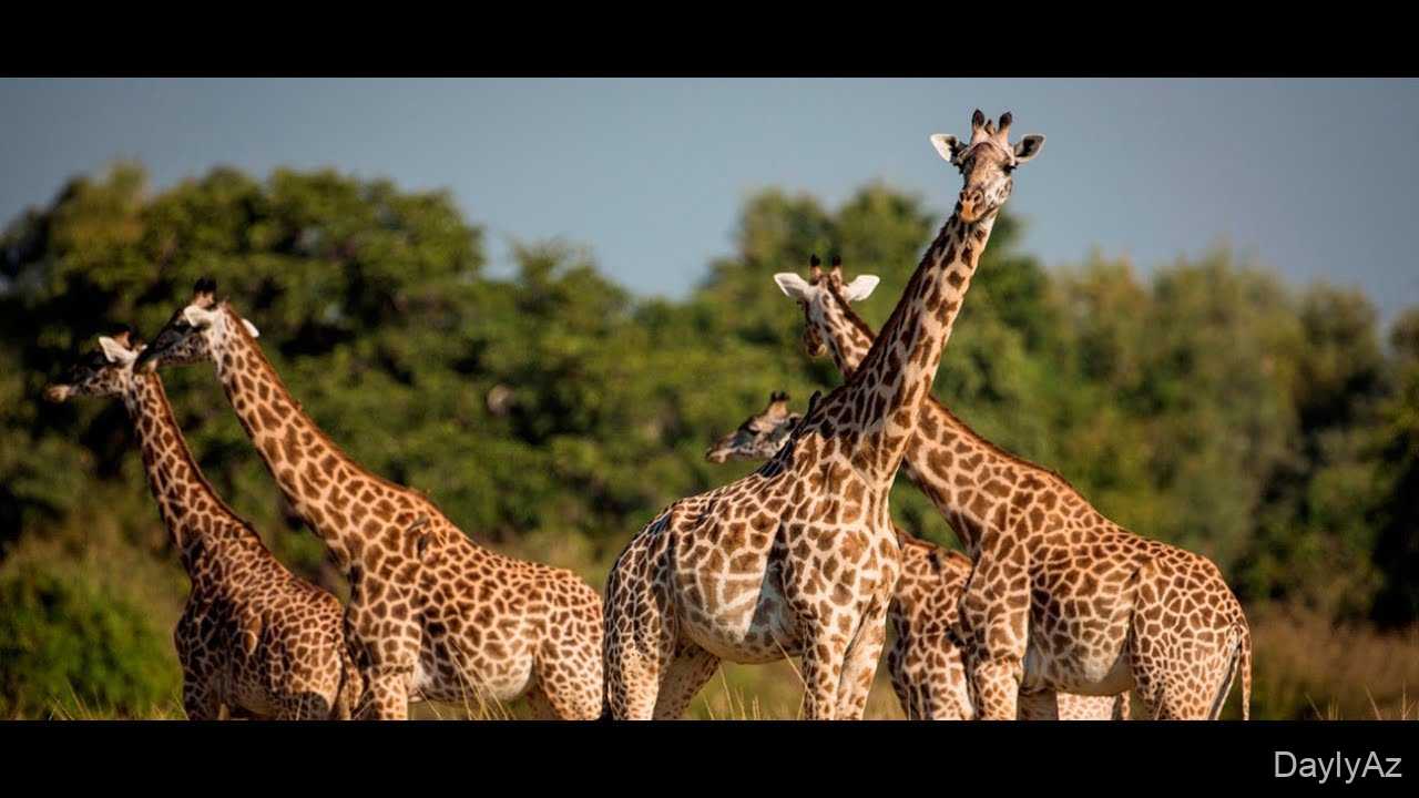 Zürafə Haqqında Məlumat – Xüsusiyyətləri, Yaşayış Mühiti və Maraqlı Faktlar