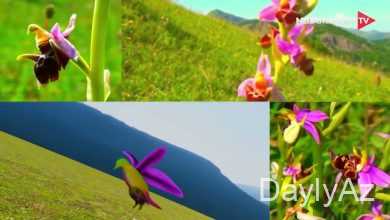 xari bulbul haqqinda melumat