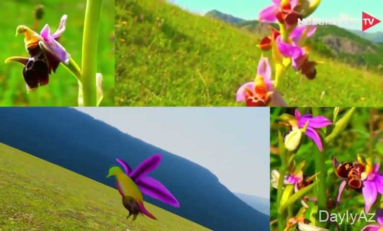 xari bulbul haqqinda melumat