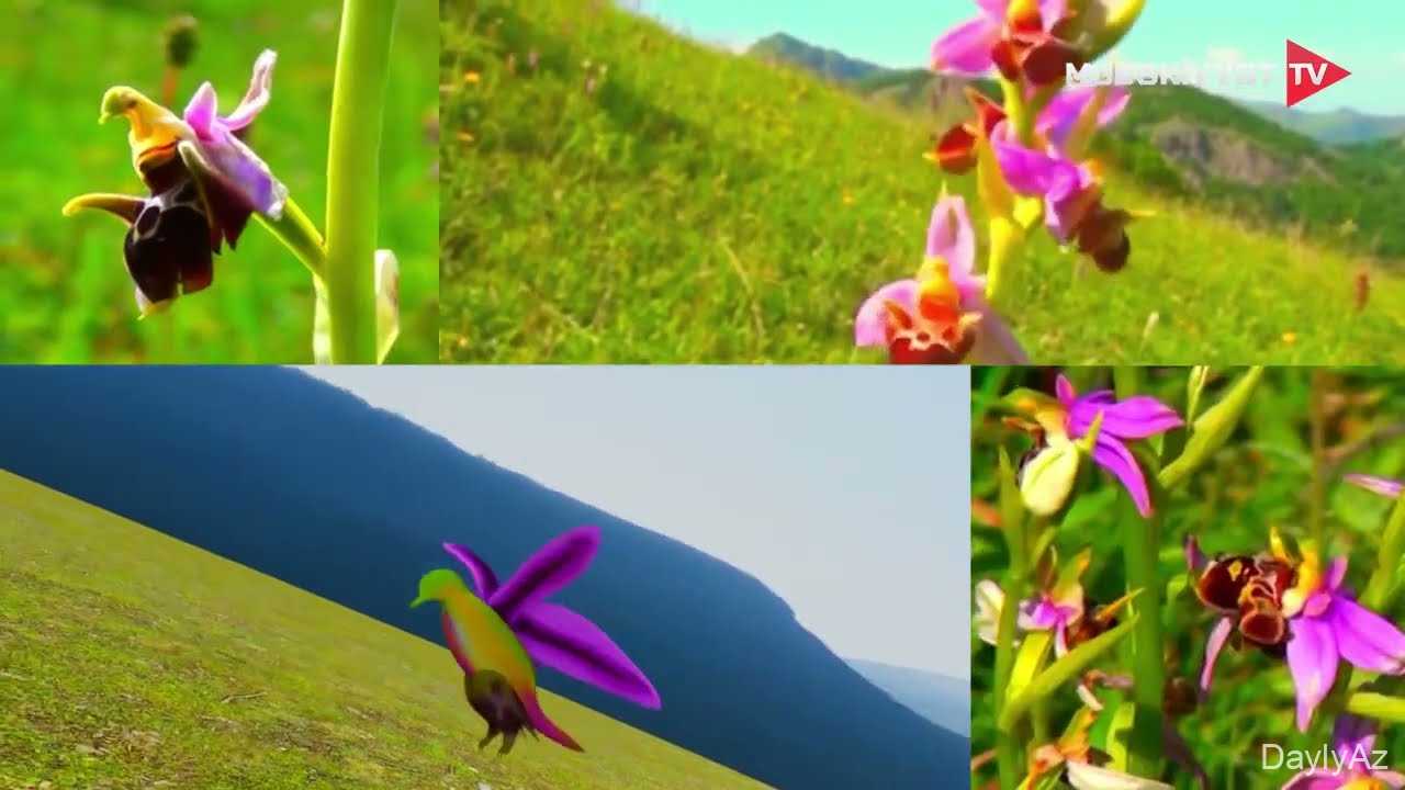 Xarı Bülbül – Qarabağın Nadir Çiçəyi, Tarixi və Mədəni Simvolu