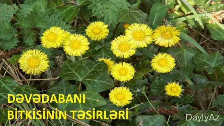 Devedabanı Bitkisi Nədir? Faydaları, İstifadəsi və Zərərləri | Tam Məlumat