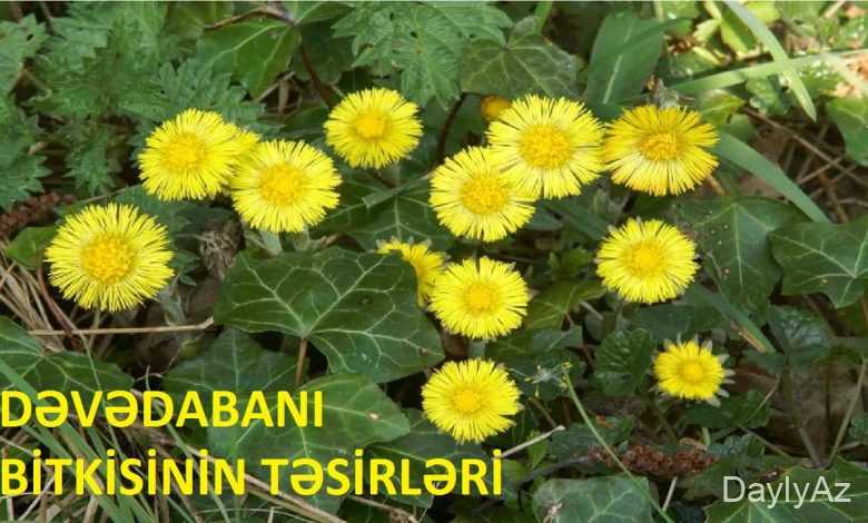 devedabani bitkisi haqqinda melumat