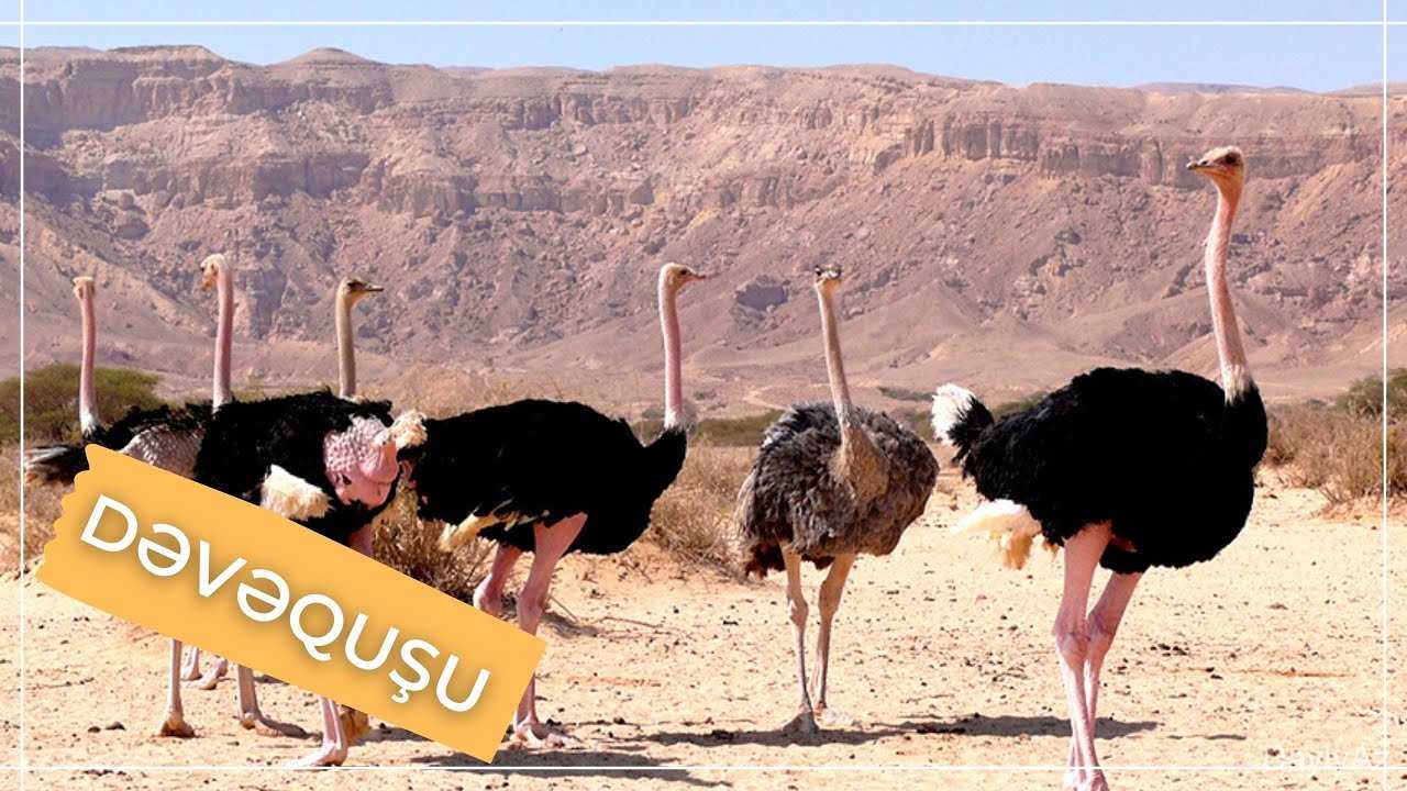 Deve Quşu Haqqında Ətraflı Məlumat | Xüsusiyyətləri, Qidalanması və Yaşayışı