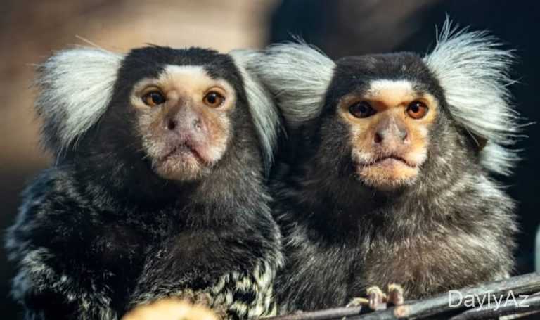 Meymunlar Haqqında Məlumat – Uşaqlar üçün Maraqlı və Maarifləndirici