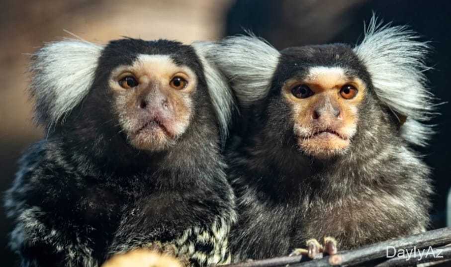 Meymunlar Haqqında Məlumat – Uşaqlar üçün Maraqlı və Maarifləndirici