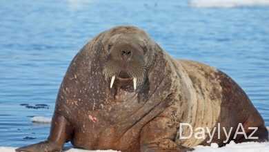 morj ve begemot haqqinda melumat