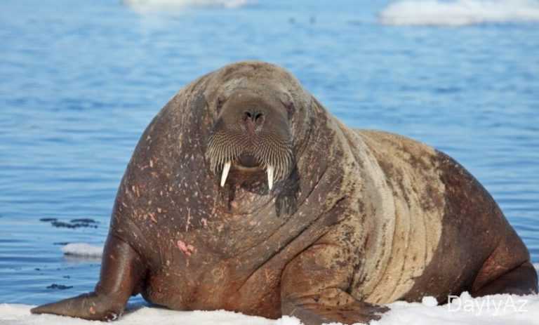 Morj ve begemot haqqinda melumat | Biologiya və Təbiət Faktları