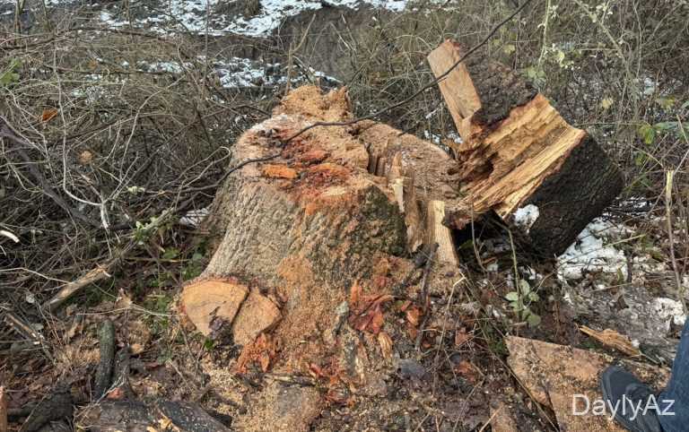 DİN-in məlumatı ilə: Oğuzda palıd ağaclarını qanunsuz kəsdilməsi ilə əlaqədar cinayət işi başlanıb
