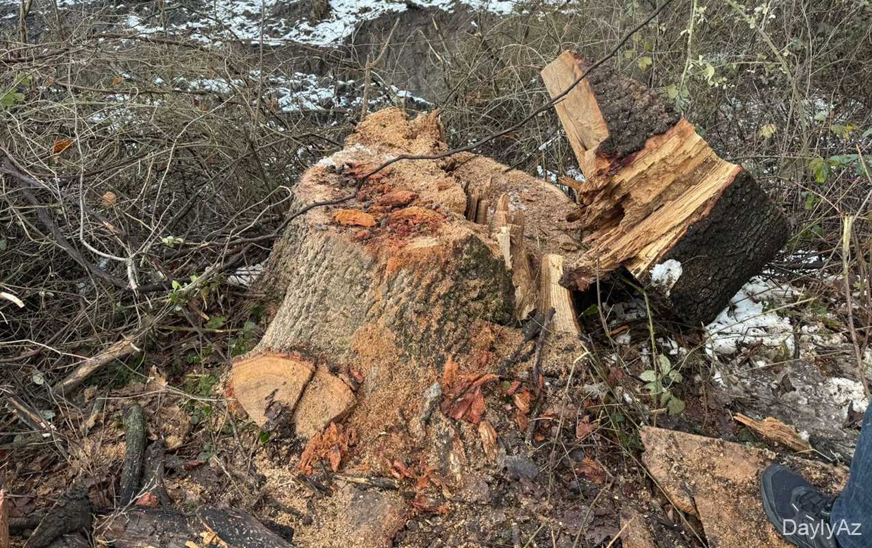 DİN-in məlumatı ilə: Oğuzda palıd ağaclarını qanunsuz kəsdilməsi ilə əlaqədar cinayət işi başlanıb