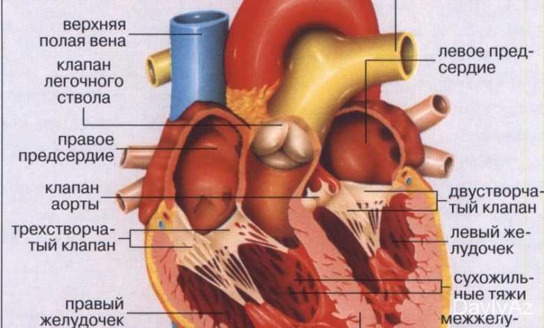 urek haqqinda melumat