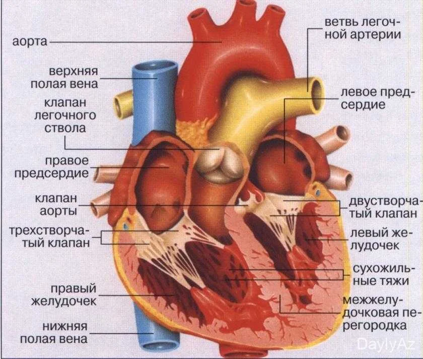 Urek haqqinda melumat| Anatomiyası, Sağlamlığı və Xəstəlikləri