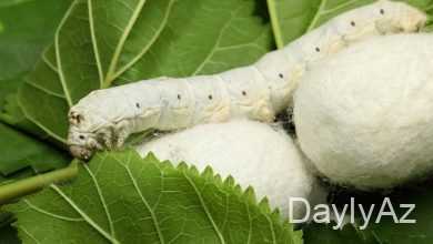 ipek qurdu haqqinda melumat