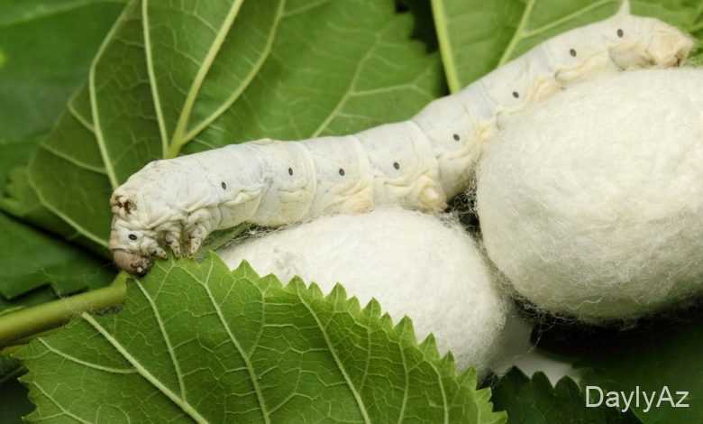 ipek qurdu haqqinda melumat