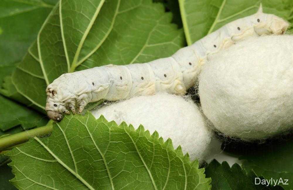 İpək Qurdu: Tarixi, Həyatı və İpək İstehsalı Haqqında Ətraflı Bələdçi