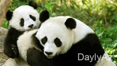 panda haqqinda melumat