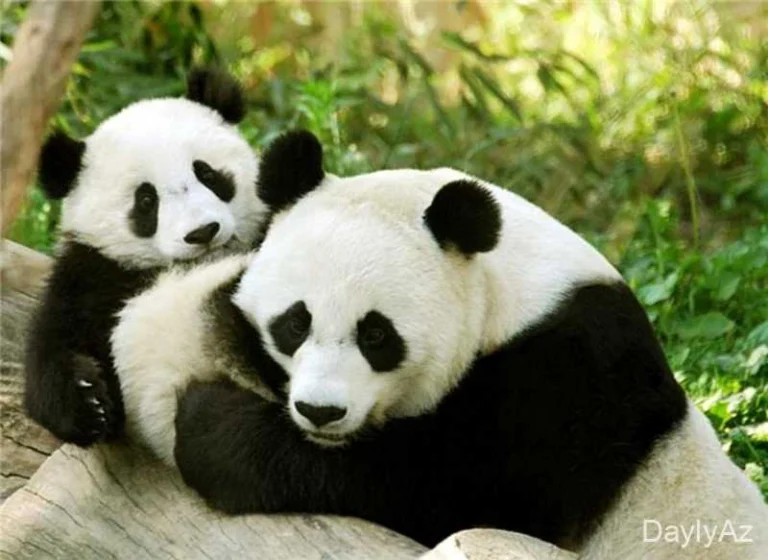 Panda Haqqında Məlumat – Yaşayış Mühiti, Qidalanması və Maraqlı Faktlar