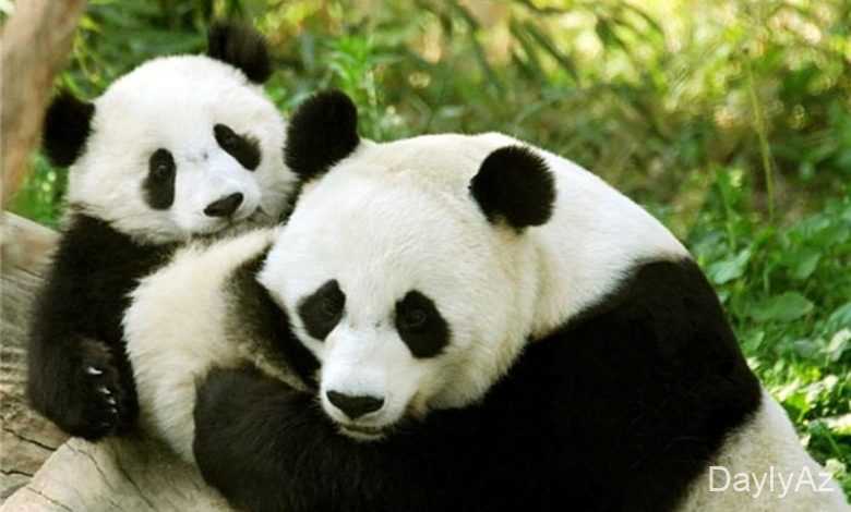 panda haqqinda melumat