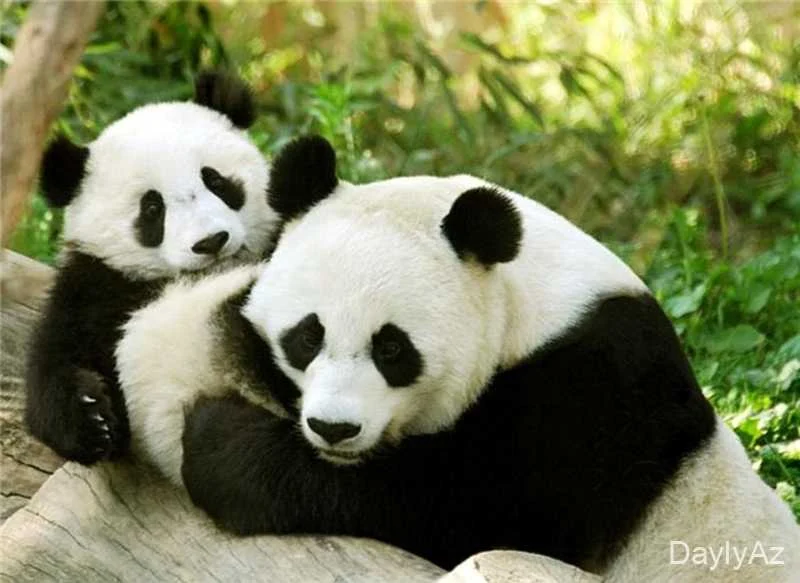 Panda Haqqında Məlumat – Yaşayış Mühiti, Qidalanması və Maraqlı Faktlar
