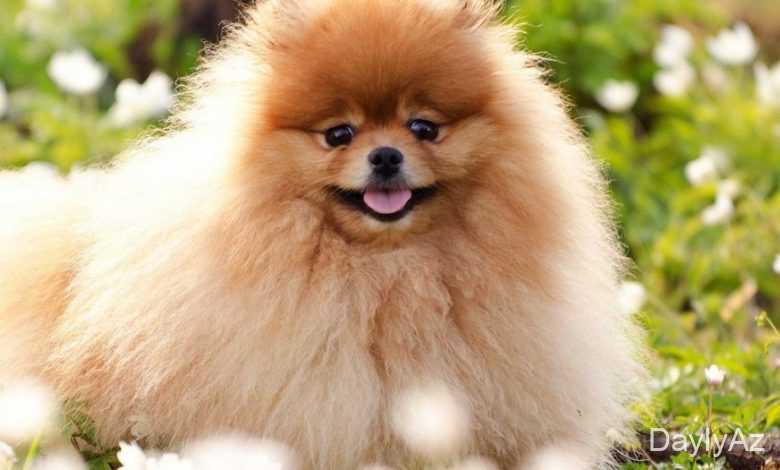 itler haqqinda melumat