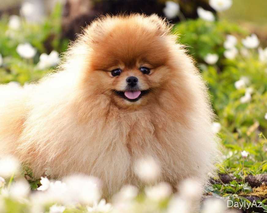 Itler haqqinda melumat| Cinslər, Baxım, Qidalanma və Sağlamlıq