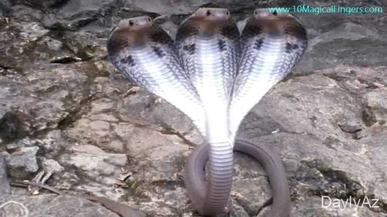 Kobra İlanı Haqqında Tam Məlumat | Zəhərli İlanlar, Növləri və Qorunması