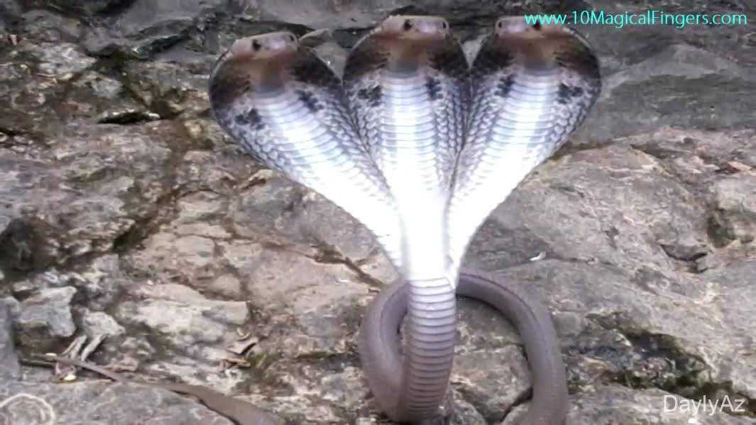 Kobra İlanı Haqqında Tam Məlumat | Zəhərli İlanlar, Növləri və Qorunması