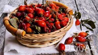 itburnu haqqinda melumat