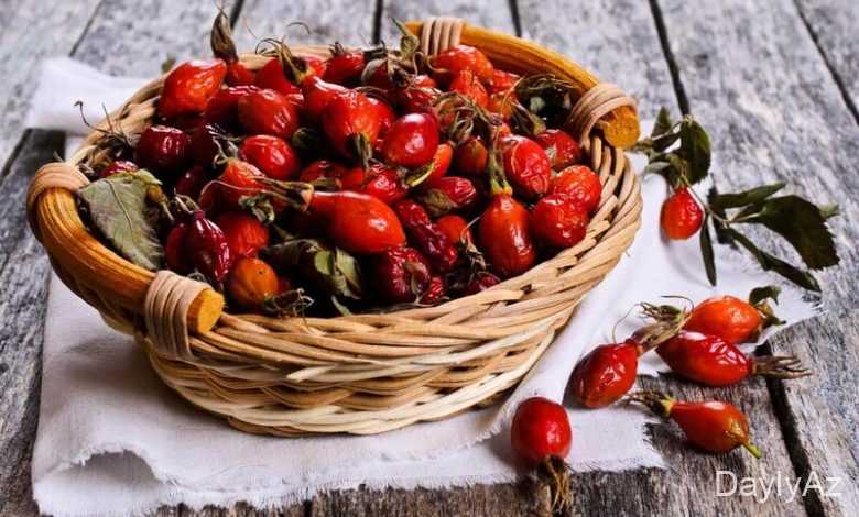 itburnu haqqinda melumat