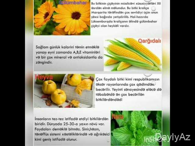 Faydalı Bitkilər: Sağlamlıq, Qida və Təbii Müalicə Mənbələri