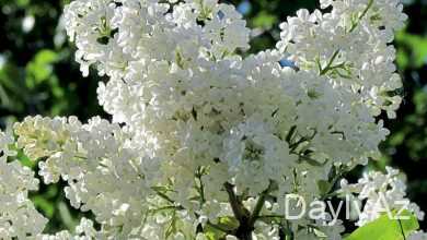 yasemen gulu haqqinda melumat