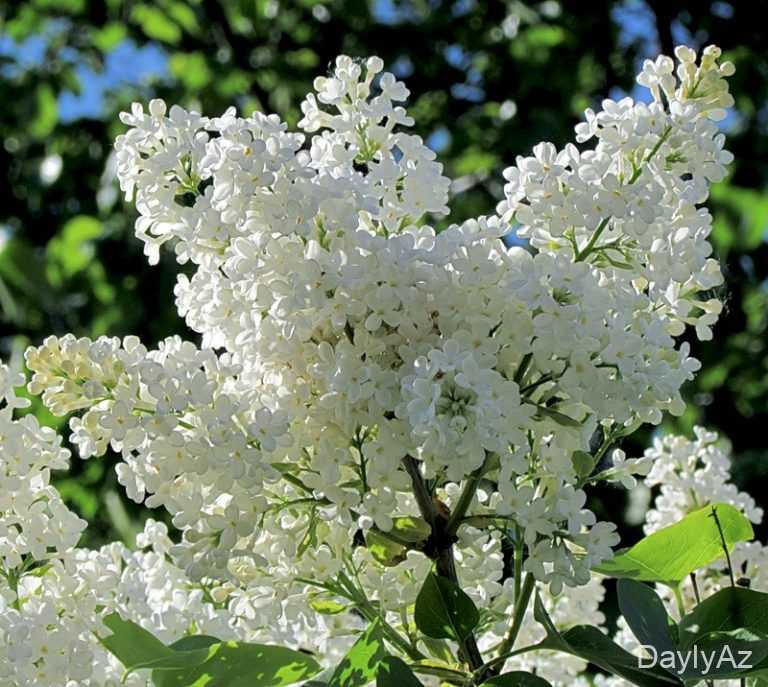Yasəmən Gülü Haqqında Ətraflı Məlumat | Yasəmən Növləri, Faydaları və Yetişdirilməsi