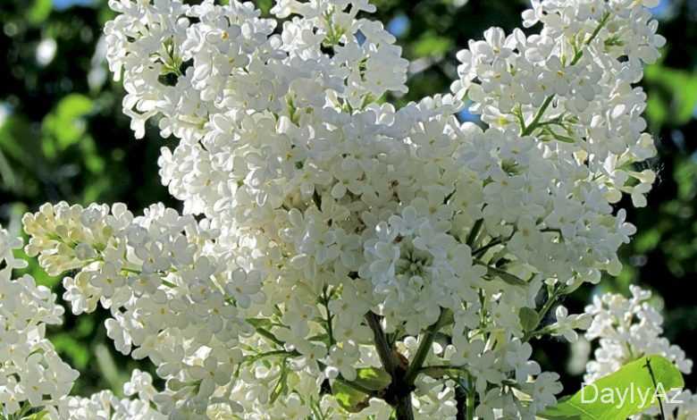 yasemen gulu haqqinda melumat