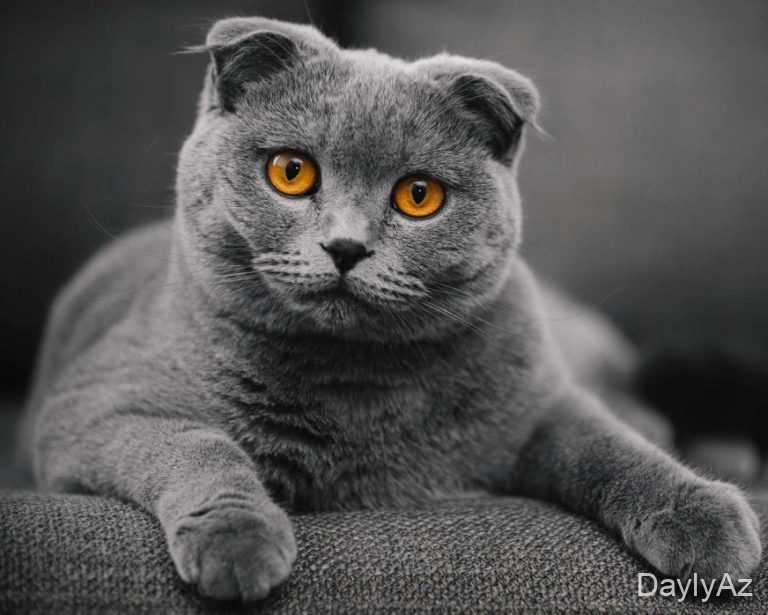 Pişiklər Haqqında Ətraflı Məlumat | Baxım, Qidalanma və Davranışlar