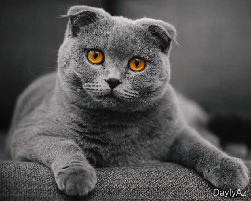 Pişiklər Haqqında Ətraflı Məlumat | Baxım, Qidalanma və Davranışlar