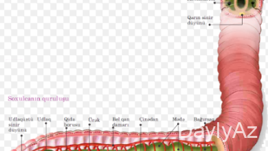soxulcan haqqinda melumat