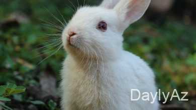 dovsan haqqinda melumat