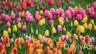 tulpan gulu haqqinda melumat