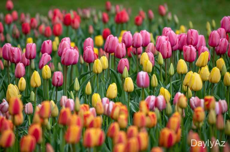 Tulpan Gülü Haqqında  | Növləri, Baxımı və Simvolikası