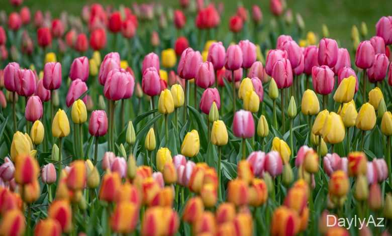 tulpan gulu haqqinda melumat