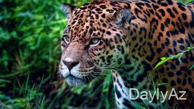 yaquar haqqinda melumat