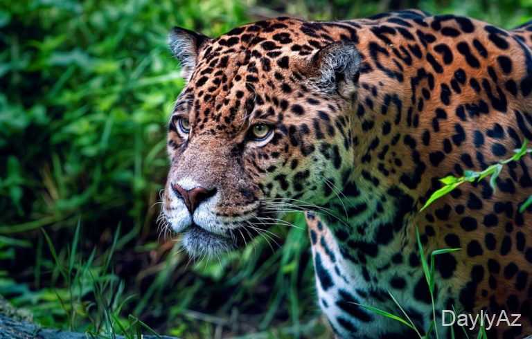 Yaquar Haqqında Ətraflı Məlumat | Xüsusiyyətləri, Yaşayış Mühiti və Qidalanması