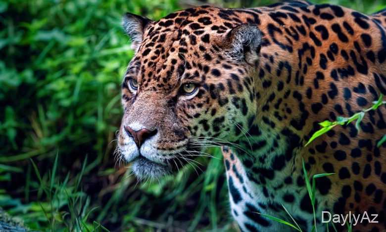 yaquar haqqinda melumat