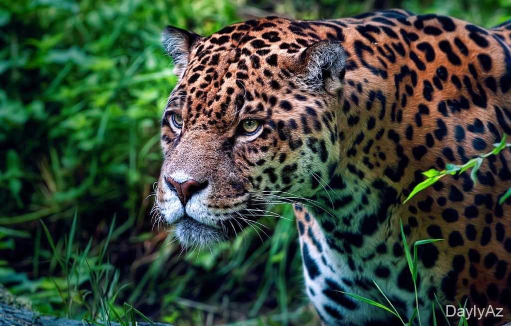 Yaquar Haqqında Ətraflı Məlumat | Xüsusiyyətləri, Yaşayış Mühiti və Qidalanması