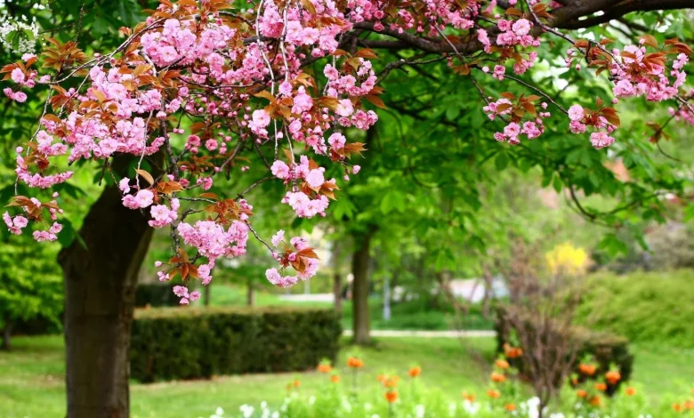 yay fesli haqqinda melumat