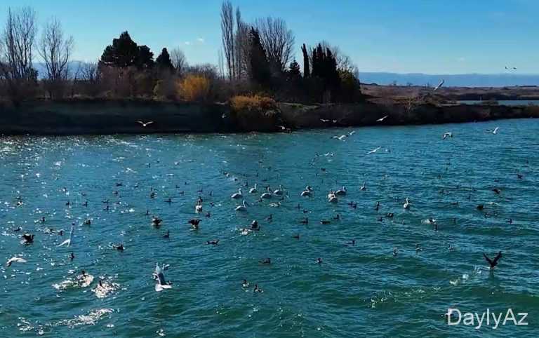 Yenikənd su anbarında ekoloji nəzarət gücləndirilib 
							 – Video